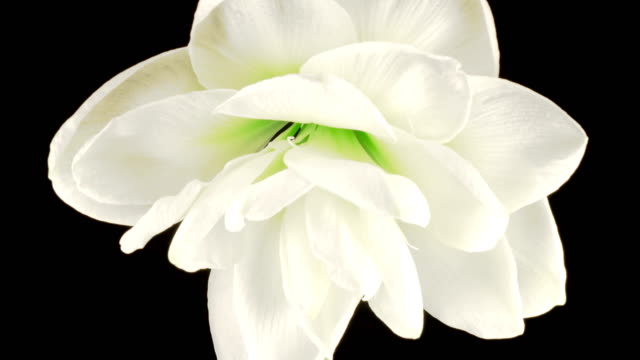 Beautiful Time Lapse of Growth and Openingof White Hippeastrum ( Amarilis ) Flower Buds