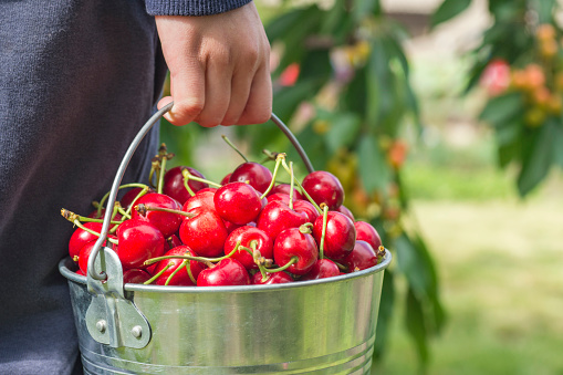 Hand holds bucket with ripe fresh cherries close up on cherries tree background.