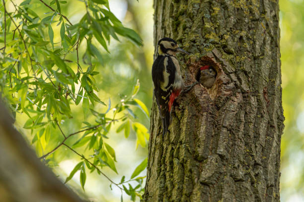 A Great Spotted Woodpecker, Dendrocopos Major feeding a fledgling in the nest