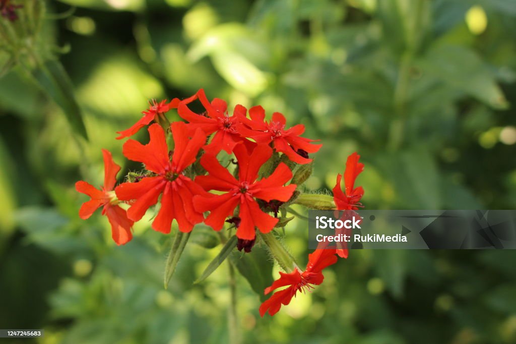 Red Burning Love flowers - Silene Chalcedonica Red "Burning Love" flowers (or Maltese Cross, Dusky Salmon, Flower of Bristol) in St. Gallen, Switzerland. Its Latin name is Silene Chalcedonica (Syn Lychnis Chalcedonica), native to Russia. Botanical Garden Stock Photo