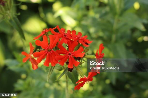 Red Burning Love Flowers Silene Chalcedonica Stock Photo - Download Image Now - Botanical Garden, Jerusalem, Animal Body Part