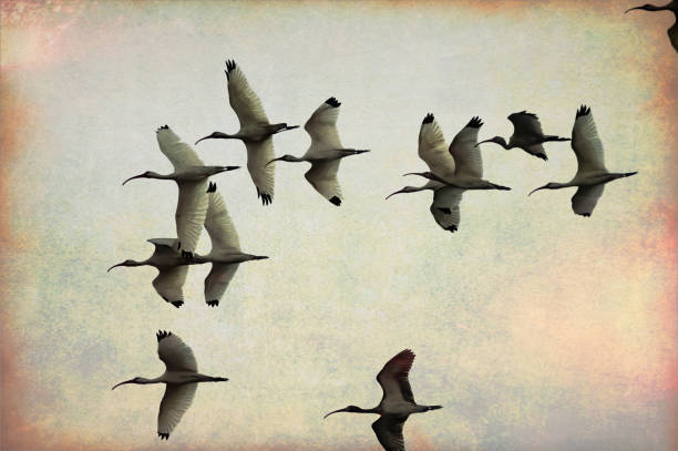 Flock of Birds Flying