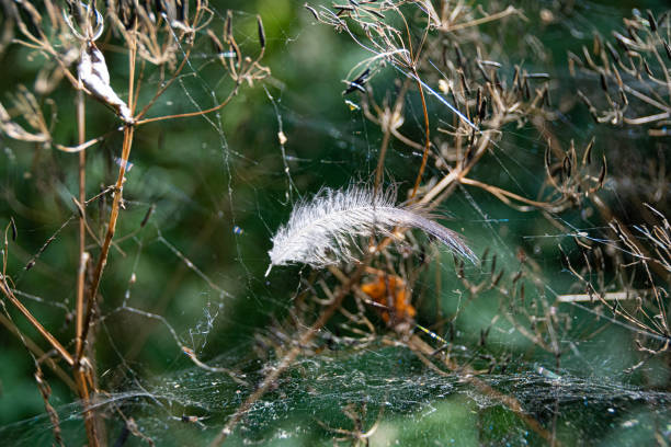 istock cobwebs on dry grass in summer forest 1247245810
