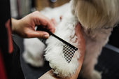 A cute little white Maltese dog in a dog beauty salon
