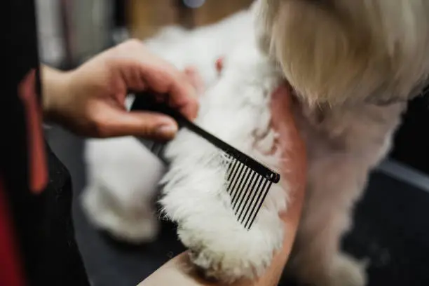 Photo of A cute little white Maltese dog in a dog beauty salon