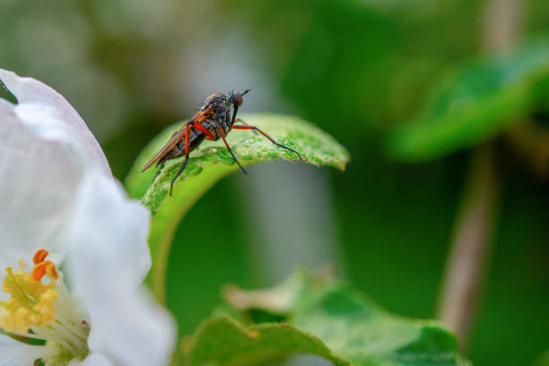 istock Sharp and detailed macro shot of unknown small insect on the apple tree 1247256401
