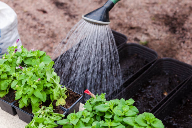 istock Watering from a watering can petunia seedlings 1247259510
