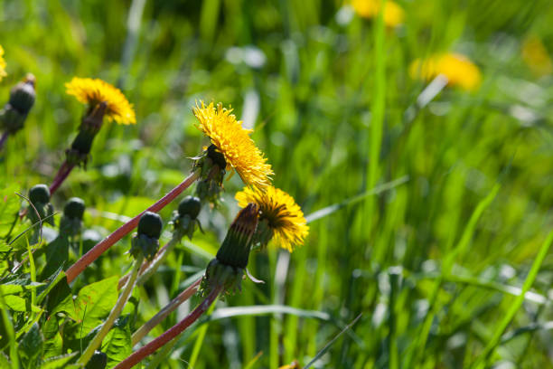 istock Yellow dandelions in bloom are on a green meadow 1247259633