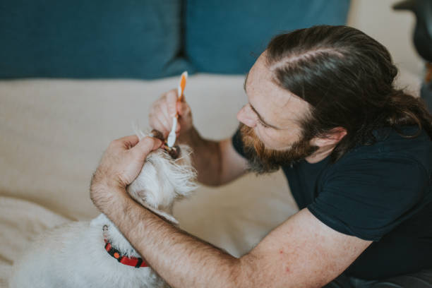 istock Pet owner is taking care and playing with his dog 1247272365