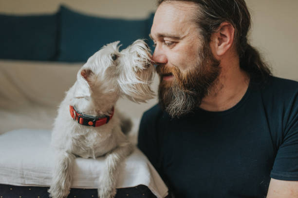 Pet owner is taking care and playing with his dog stock photo
