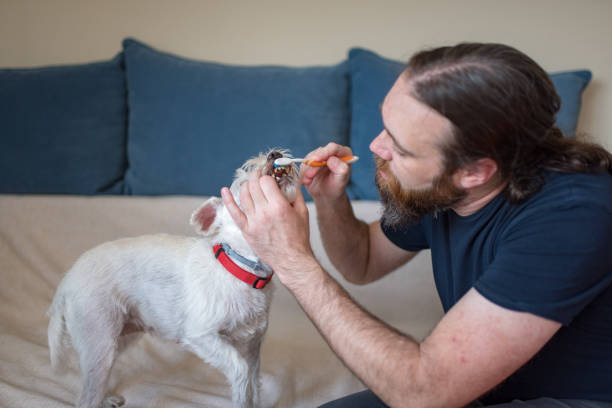 istock Pet owner is taking care and playing with his dog 1247272422