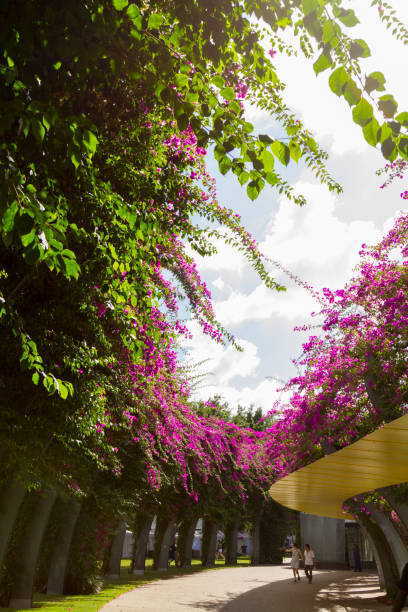 April 26, 2019 - Brisbane, Queensland, Australia: People enjoying and walking in a hot fall day in the garden at Southbank Station Parks.