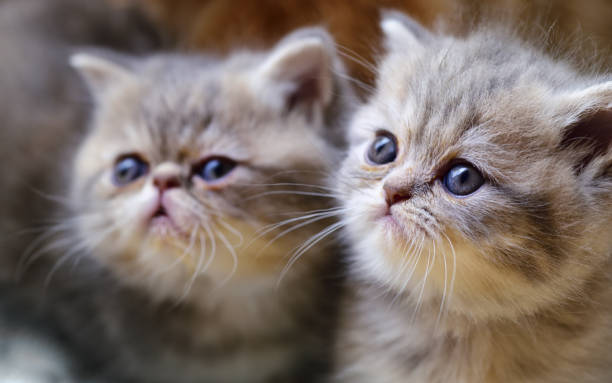 istock two young Persian kittens are sitting side by side 1247287666