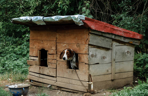 istock Dog on a chain peeks out from DIY dog house 1247291367