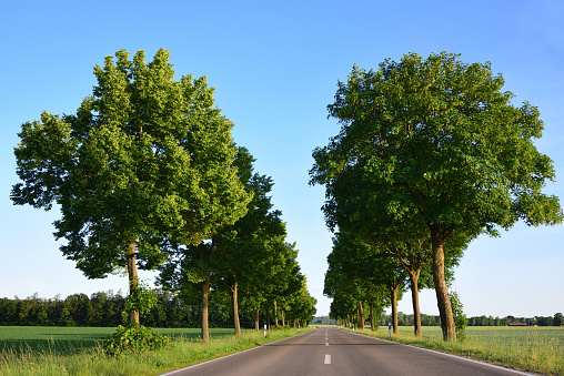 Green landscape in Bavaria with an empty road that leads through trees