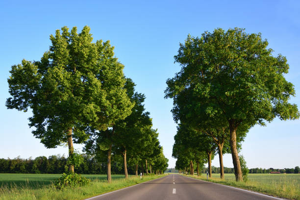 green landscape in bavaria with an empty road that leads through trees - avenue tree imagens e fotografias de stock