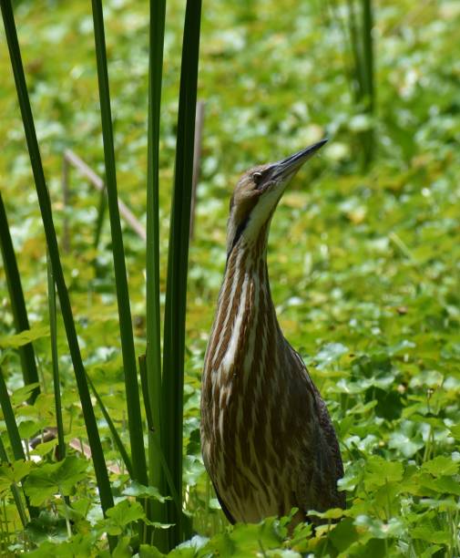 istock An American bittern stands among green water plants 1247318138