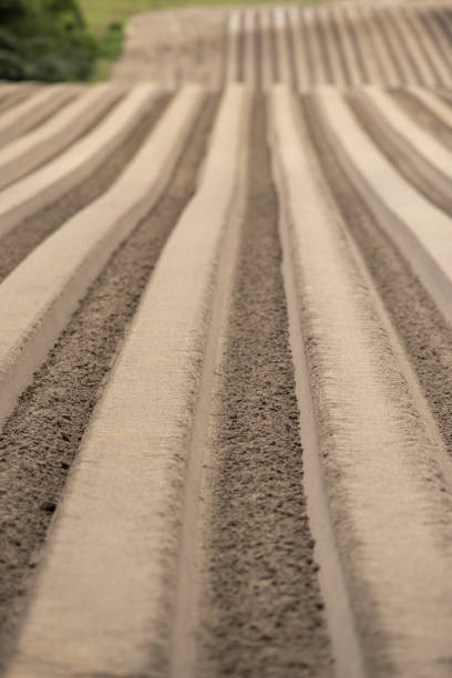 istock View down furrow in freshly formed beds in agricultural field 1247318156