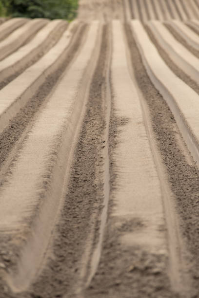 istock View down freshly formed beds in field with rows disappearing over hill 1247322292