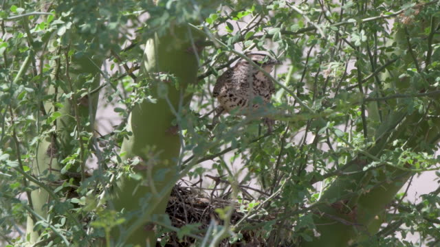 Cactus Wren Working on its Nest in a Palo Verde Tree