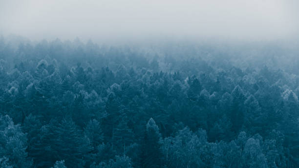 coniferous forest in early morning fog stock photo