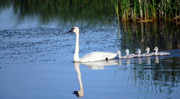 istock Trumpeter Swan with cygnets 1247356023