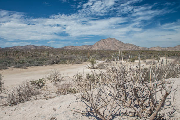 Desert of Baja Caliofornia Sur, near EL SALTITO Beach, La Paz Baja California Sur. MEXICO