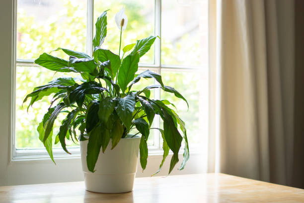Peace lily plant in a bright home House plant next to a window in a beautifully designed interior. lily stock pictures, royalty-free photos & images