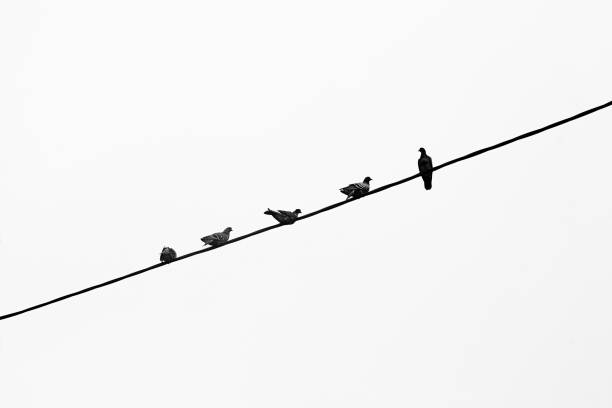 istock Five pigeons sitting on a cable cord. Minimal horizontal shot with copy space. Black and white toned. 1247360070