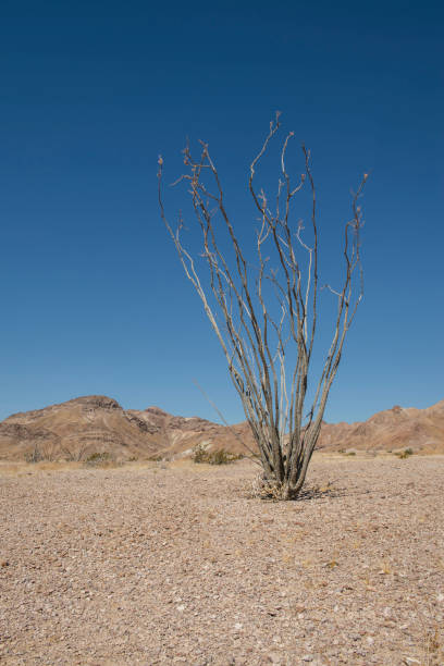 istock Sea and desert, the baja peninsula. MEXICO 1247360244