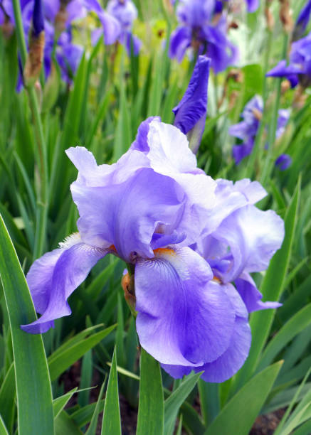 Irises - Iris Iris Barbata-Elatior Group - High Bearded Iris german iris stock pictures, royalty-free photos & images