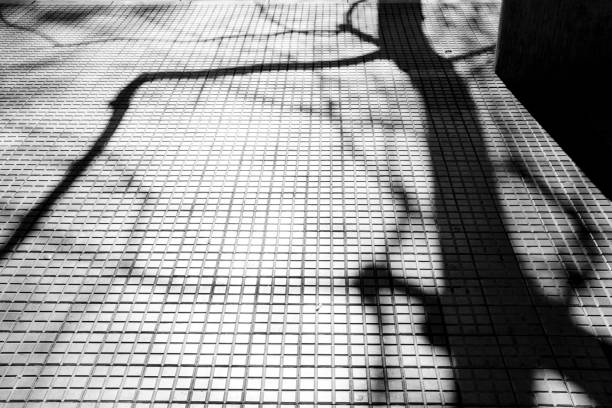 istock Shadows of bare tree on tiled city pavement, in high contrast black and white 1247363128