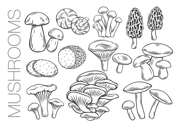 ilustrações, clipart, desenhos animados e ícones de contorno de cogumelos comestíveis - mushroom edible mushroom fungus symbol