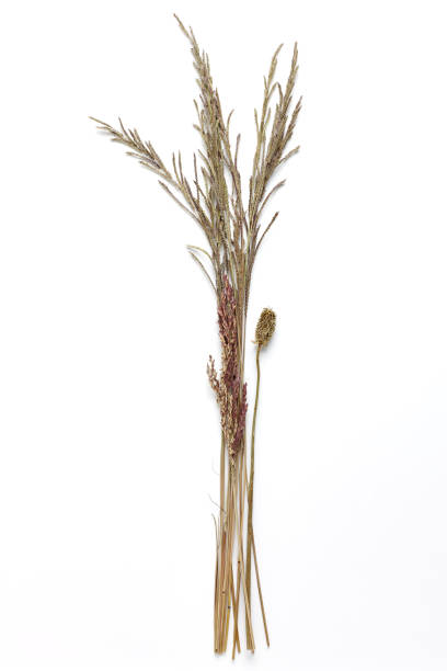 istock Dried Field Flower isolated on White Background with Real Shadow. 1247368625