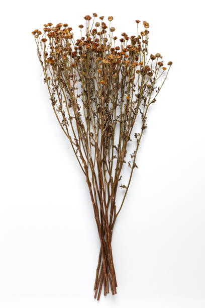 istock Dried Field Flower isolated on White Background with Real Shadow. 1247368651