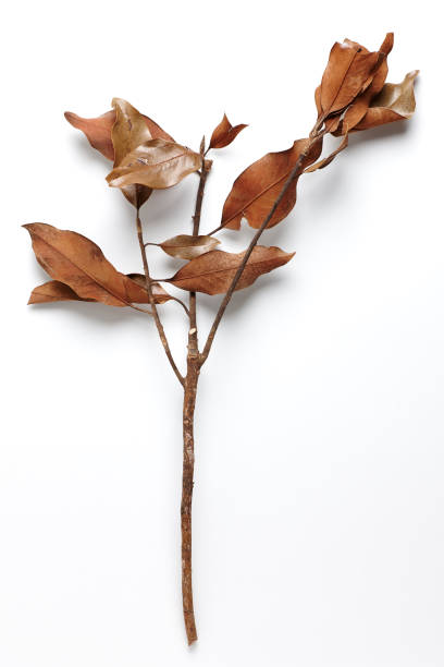istock Dried Field Flower isolated on White Background with Real Shadow. 1247369183