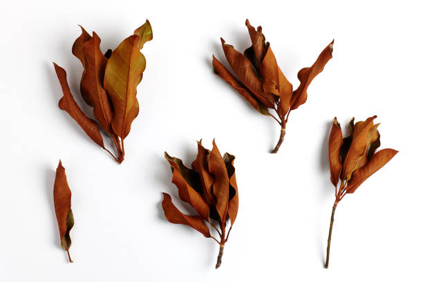 istock Dried Field Flower isolated on White Background with Real Shadow. 1247369190