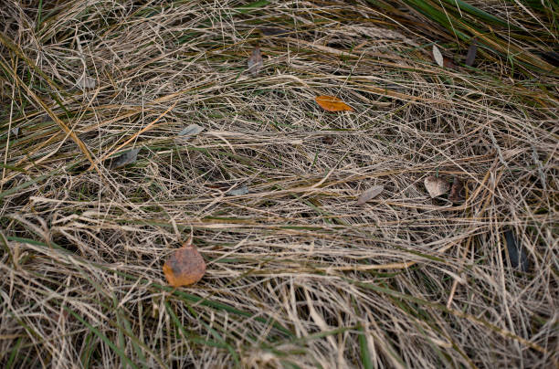 istock Dry grass, hay or straw close up. Natural background. Grass texture. 1247370240