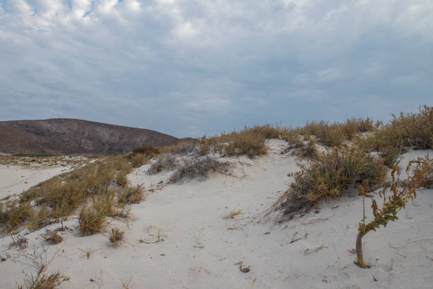 istock Sea and desert, the baja peninsula. MEXICO 1247370247