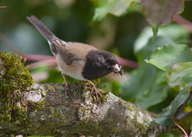 Male Junco carrying food to nest.