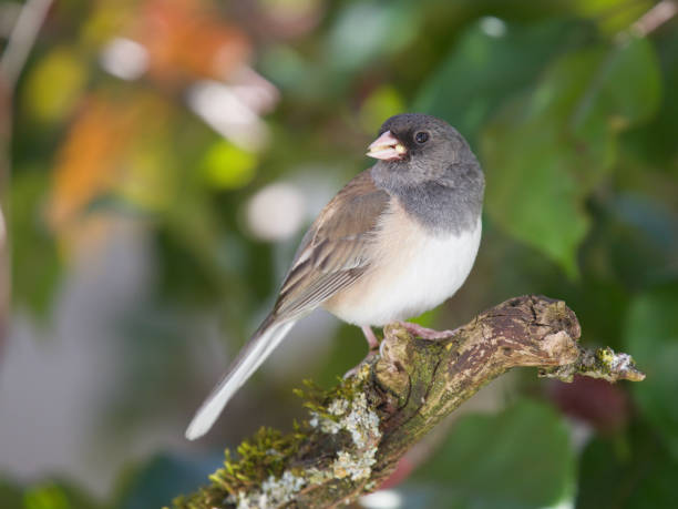 istock Dark-eyed Junco female 1247373725