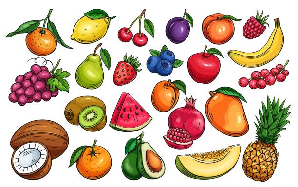 vector fruit and berries Hand drawn vector fruit and berries icons set. Illustration of color fruits for design farm product, market label vegetarian shop. banana drawings stock illustrations