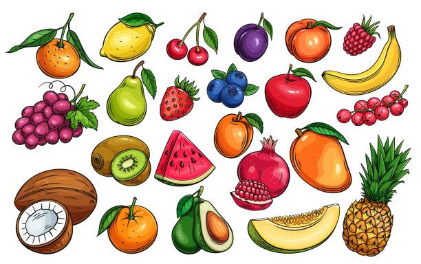 vector fruit and berries Hand drawn vector fruit and berries icons set. Illustration of color fruits for design farm product, market label vegetarian shop. mango fruit drawing stock illustrations