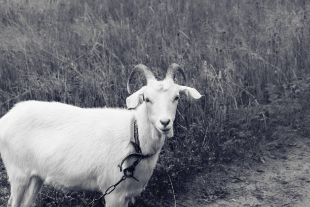 Close up of a Goat
