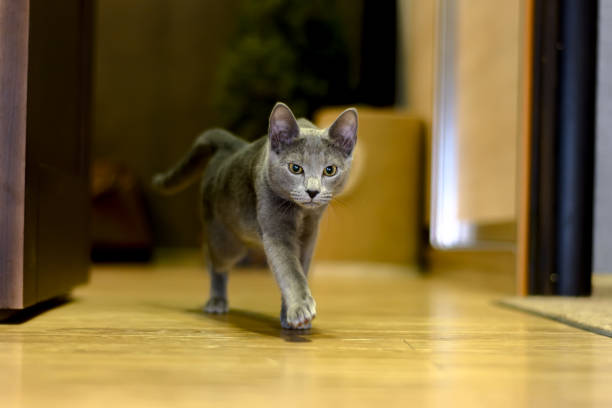 istock Cat of the breed Russian blue 1247388598