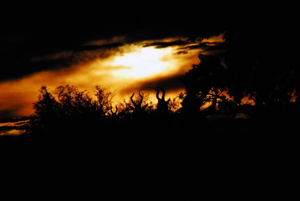 The antelope horns are amazingly camouflaged in the silhouette shadows of this beautiful safari sunrise.