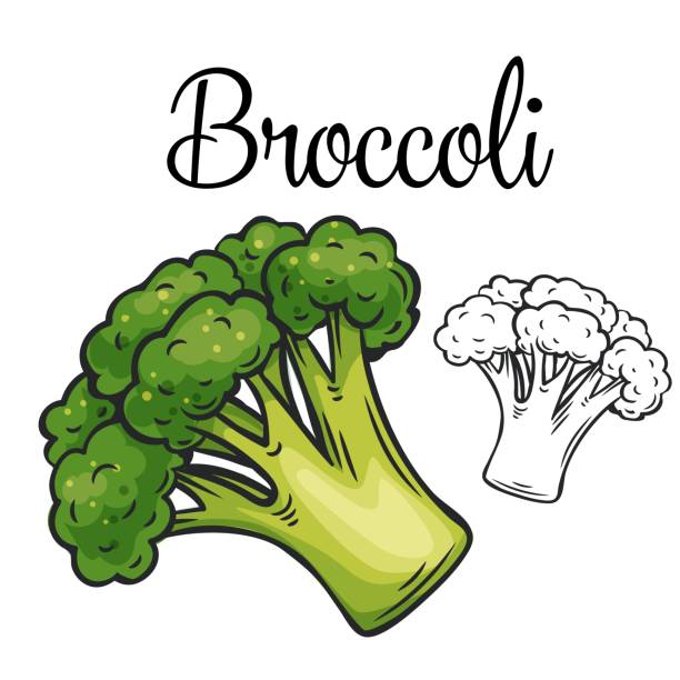 Broccoli vector drawing icon. vector art illustration