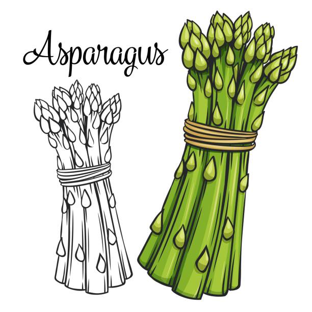 ilustraciones, imágenes clip art, dibujos animados e iconos de stock de icono de dibujo vectorial de espárragos - asparagus