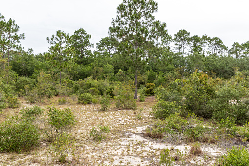 Florida Rosemary Scrub, like the one pictured here near Jacksonville, Florida, is one of the most endangered ecosystems in the world.