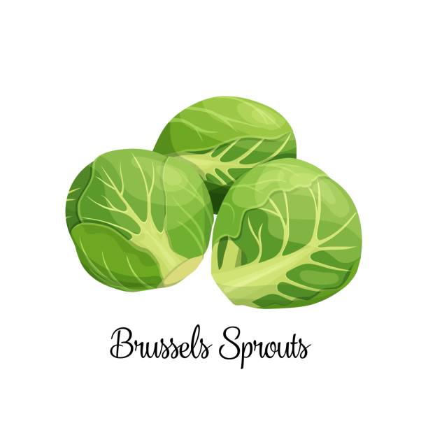 ilustraciones, imágenes clip art, dibujos animados e iconos de stock de vector de coles de bruselas - col de bruselas